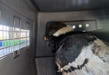 Trasladaron al Tatú Carreta a un cóndor andino rescatado en Achiras