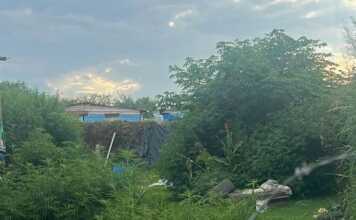 La marihuana creció y se veía desde afuera: secuestraron más de 120 plantas en una casa de Córdoba