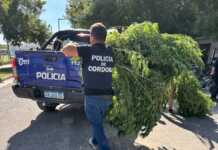 Río Cuarto: Detenidos y secuestros de droga y armas en una investigación por un intento de homicidio