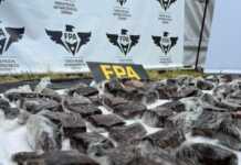 Secuestran seis kilos de “brownies recargados” en el predio del Cosquín Rock