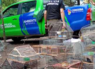 Malagueño: Rescatan más de 40 ejemplares de fauna silvestre en cautiverio