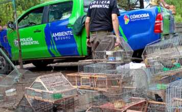 Malagueño: Rescatan más de 40 ejemplares de fauna silvestre en cautiverio