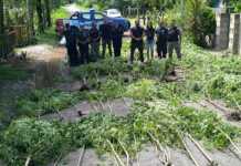 Falda del Carmen: se incautaron mas de 80 plantas de marihuana