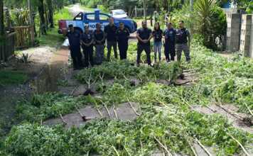 Falda del Carmen: se incautaron mas de 80 plantas de marihuana