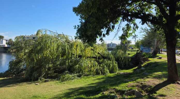 Requiem pa’l sauce llorón