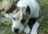 Tanti: un nene de 11 años fue mordido por un perro cruza con Dogo