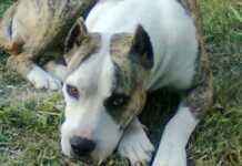 Tanti: un nene de 11 años fue mordido por un perro cruza con Dogo