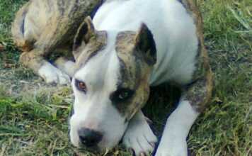 Tanti: un nene de 11 años fue mordido por un perro cruza con Dogo