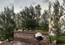 Canals: una centella mató a decenas de vacas durante un fuerte temporal