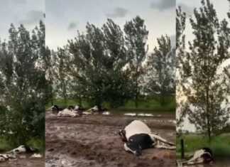 Canals: una centella mató a decenas de vacas durante un fuerte temporal