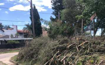 Tras dos meses de demoras, el municipio anuncia la normalización de la recolección de podas en Carlos Paz