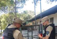 La Patrulla Ambiental rescató un oso hormiguero en Villa El Capullo
