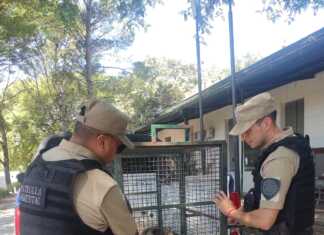 La Patrulla Ambiental rescató un oso hormiguero en Villa El Capullo