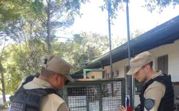 La Patrulla Ambiental rescató un oso hormiguero en Villa El Capullo