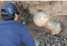 Sorprendente hallazgo en Santa Clara del Mar: Turistas encontraron restos de un perezoso gigante