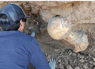 Sorprendente hallazgo en Santa Clara del Mar: Turistas encontraron restos de un perezoso gigante
