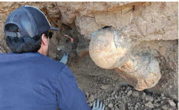 Sorprendente hallazgo en Santa Clara del Mar: Turistas encontraron restos de un perezoso gigante