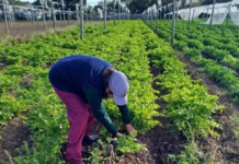 Abrieron las inscripciones para “La Huerta en Tu Hogar 2026” en toda Córdoba: cómo inscribirse