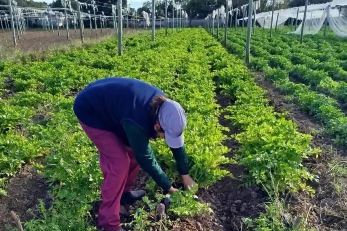 la huerta en tu hogar