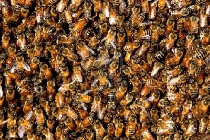 abejas