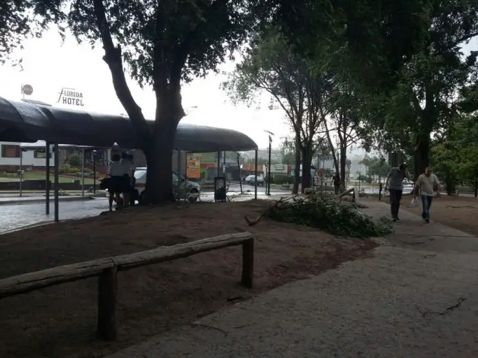 arbol terminal