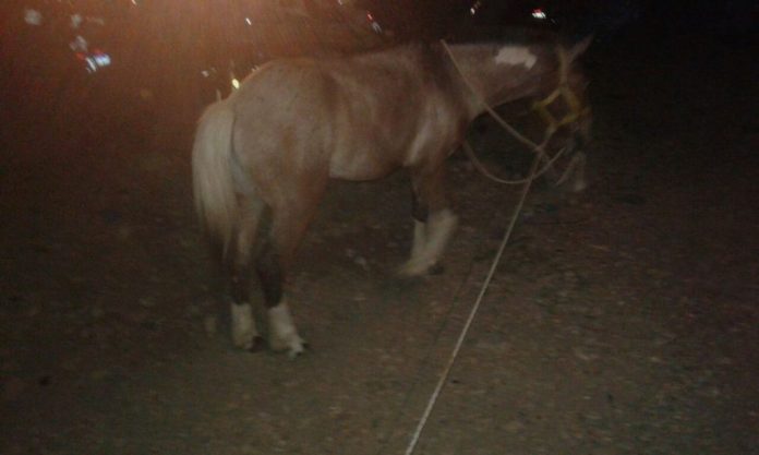 caballo