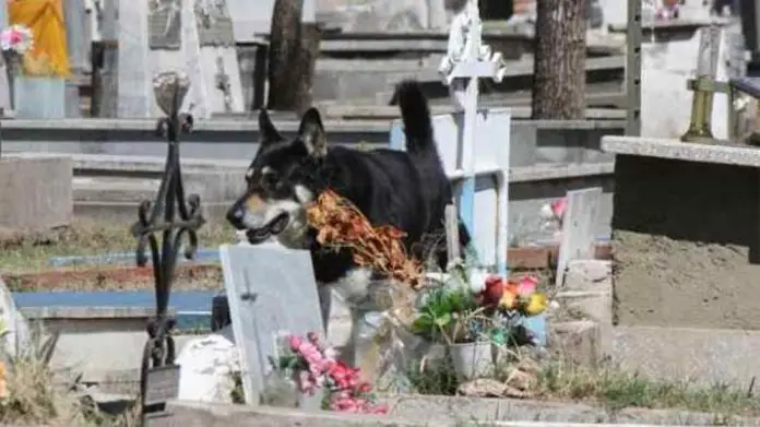 Los restos de Capitán permanecerán en el cementerio