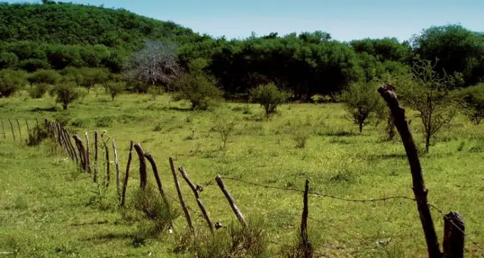 campo