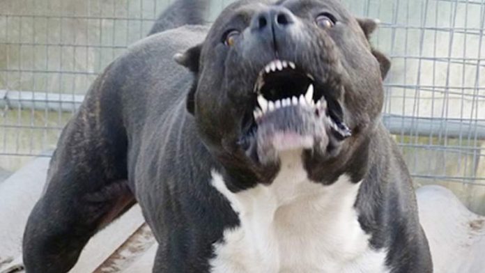 perros-peligrosos-ordenanza-carlos-paz-696x392