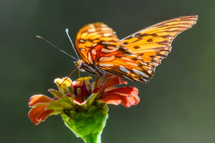 WhatsApp Image 2020-04-08 at 15.36.07 (1)