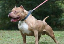 Tragedia en Córdoba: murió un nene de 3 años tras ser atacado por un Pitbull en Villa La Lonja