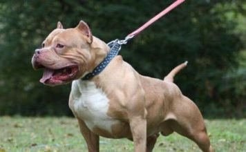 Tragedia en Córdoba: murió un nene de 3 años tras ser atacado por un Pitbull en Villa La Lonja