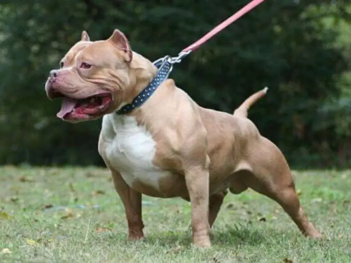 Pitbull foto ilustrativa