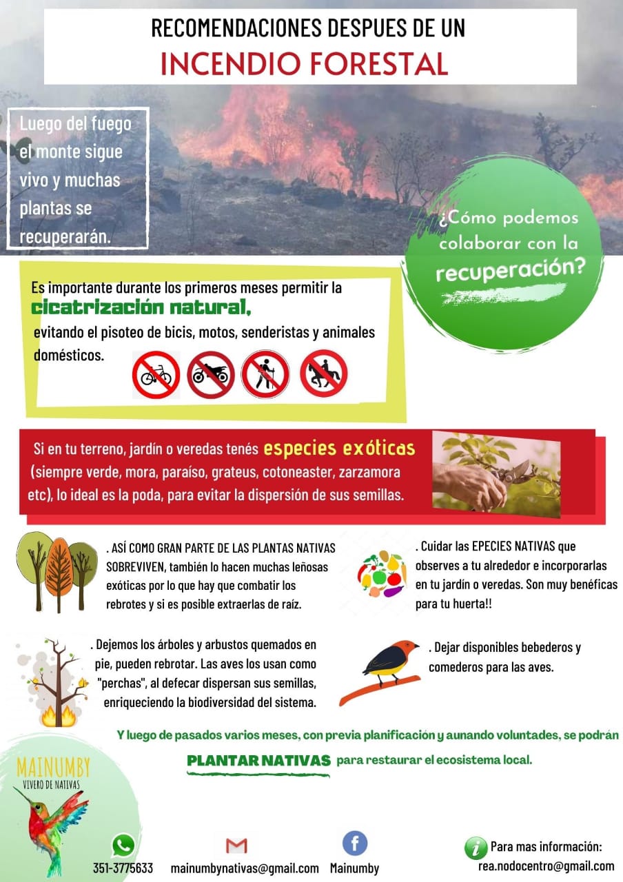 Incendios forestales: claves para proteger el bosque nativo y ayudar a reforestar