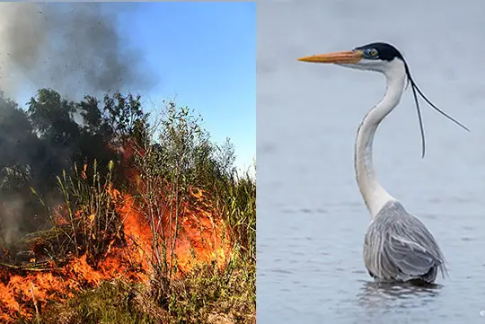 Incendios en el Delta del Paraná