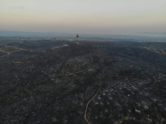 cenizas-elpato-carlospaz