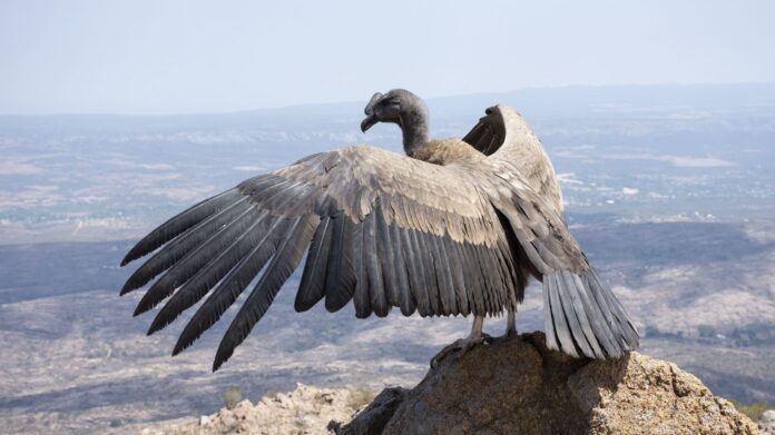 condor