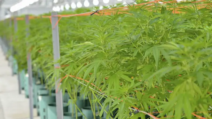 cannabis1'0