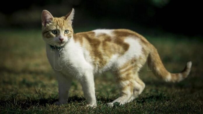 gato