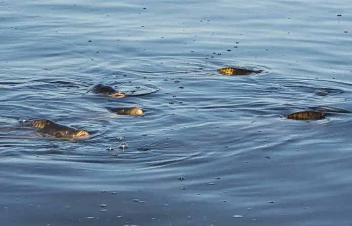 WhatsApp Image 2021-03-12 at 11.27.14 AM (2)