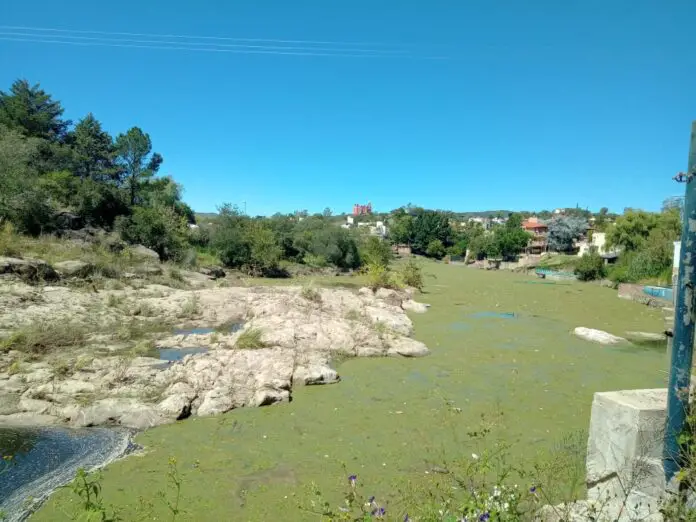 plantaacuaticadiquecito