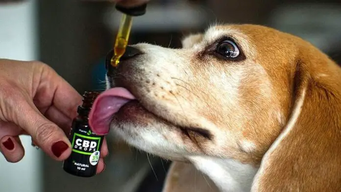cannabis mascotas