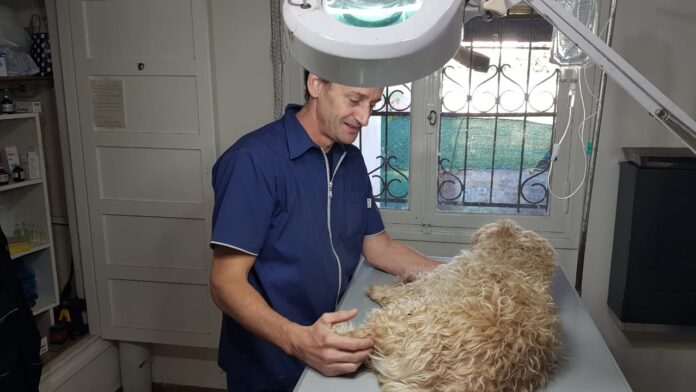 hisopado anal perros