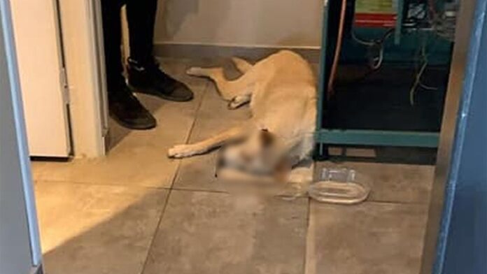 una-las-imagenes-que-se-viralizaron-el-violento-episodio
