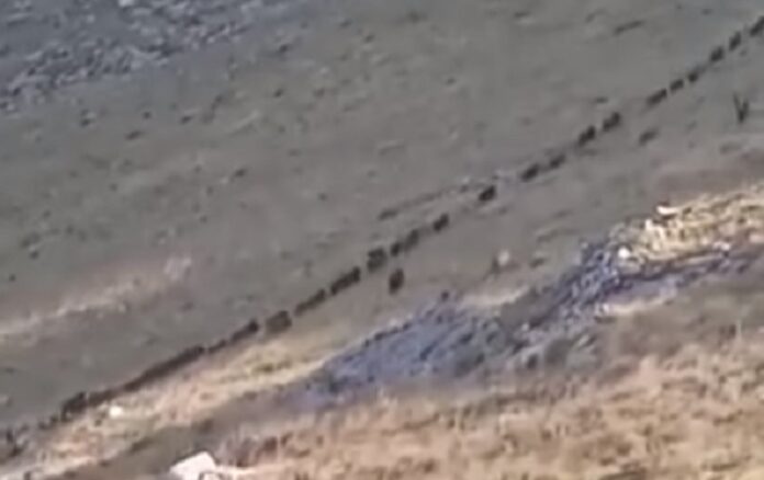 jabalies descontrolados