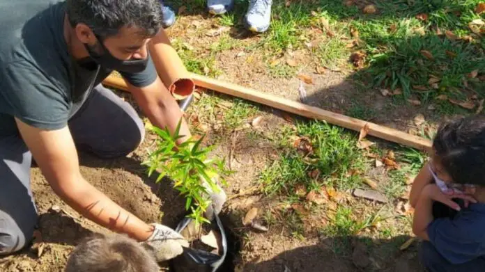 imagen a modo ilustrativo árbol