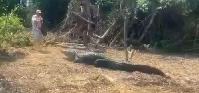 caiman
