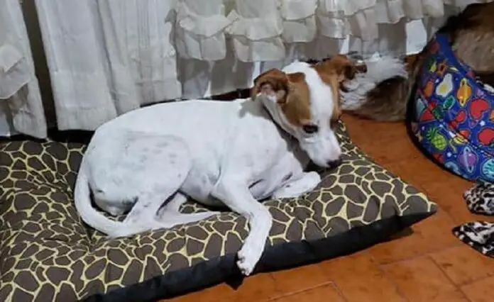 perrito-monasterio1