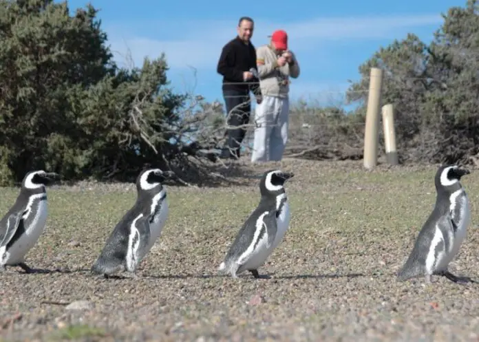 pinguinos2