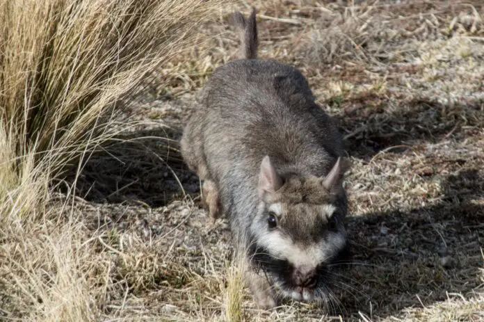 vizcacha